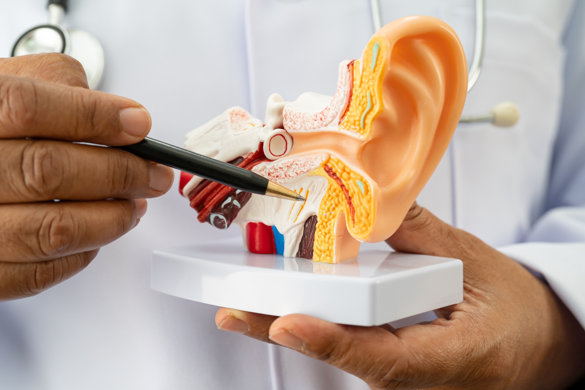Asian doctor holding human ear model to learn and treat hearing loss